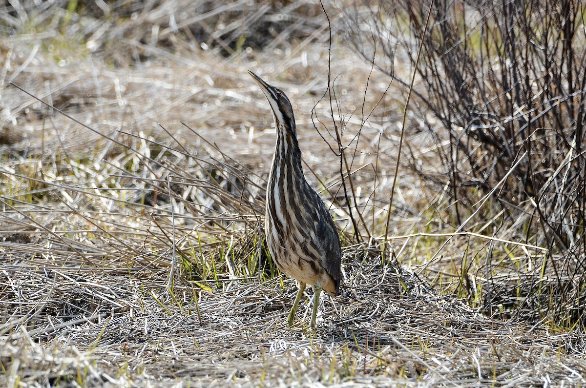 American Bittern - Roman Yaremchuk