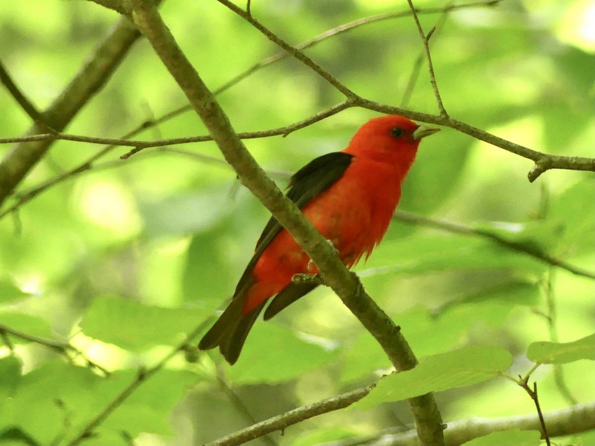 Scarlet Tanager - ML591201921