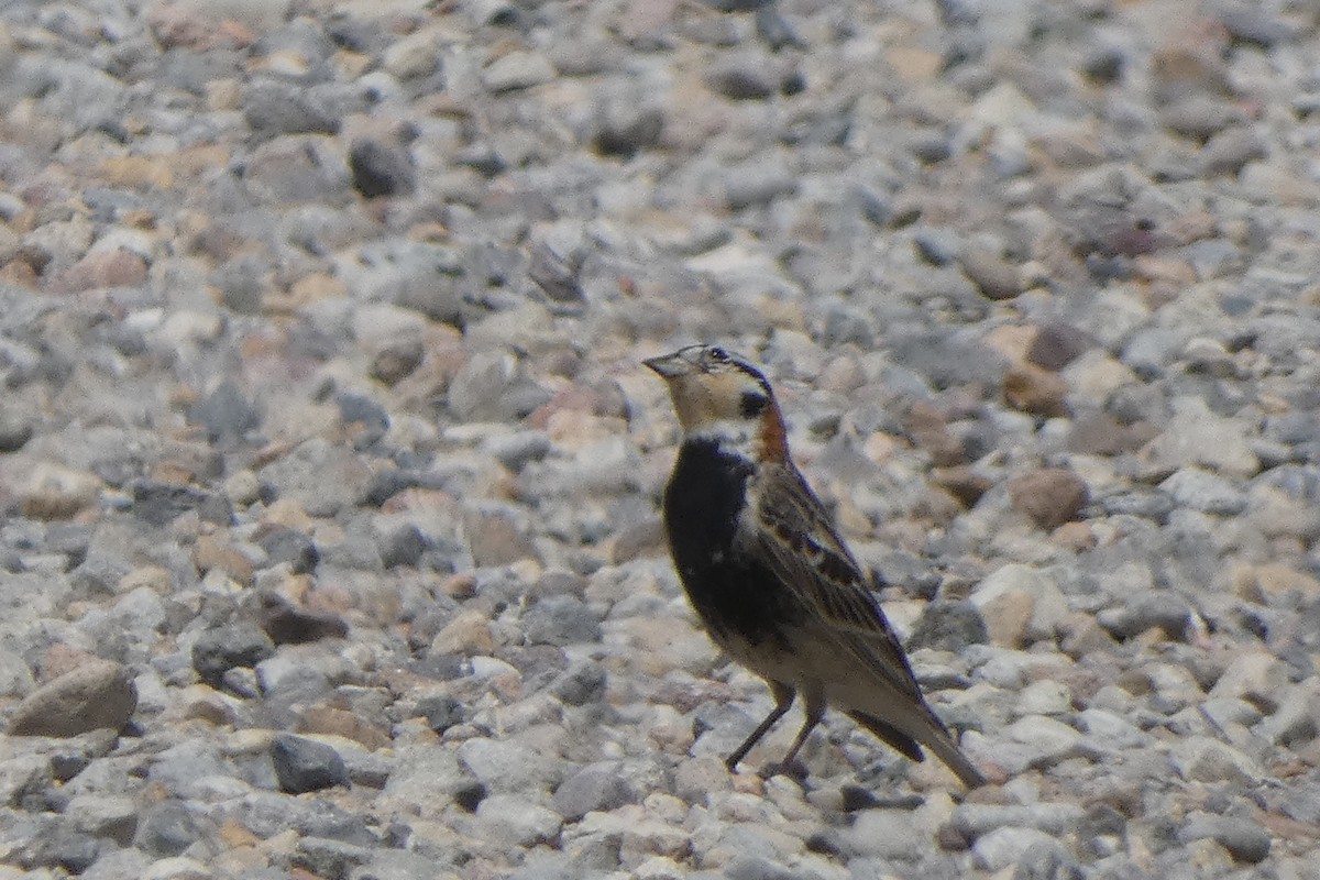 Chestnut-collared Longspur - jack paul