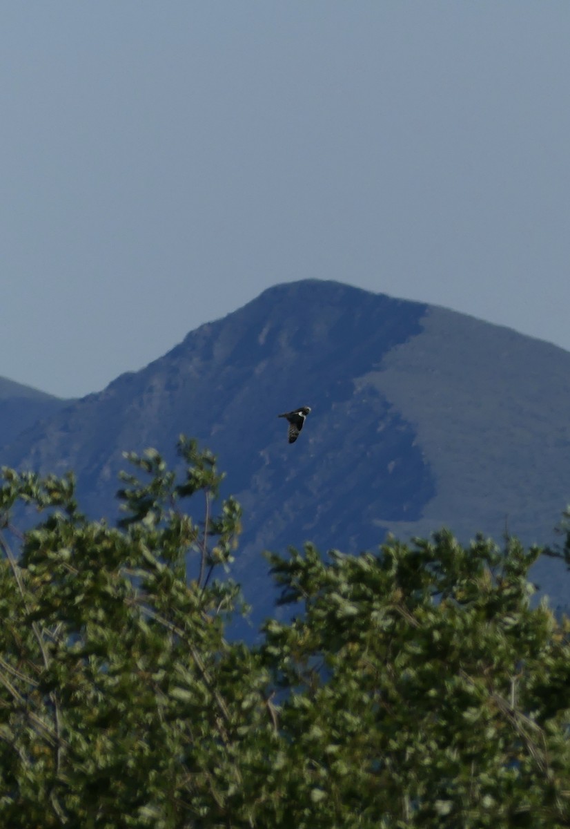 Short-eared Owl - ML591203371