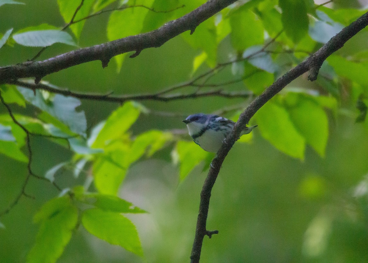 Cerulean Warbler - ML591203831