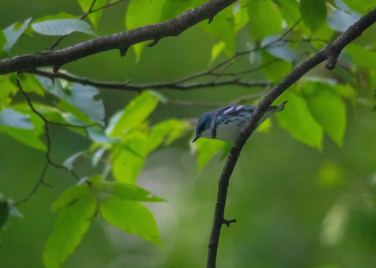 Cerulean Warbler - ML591203841