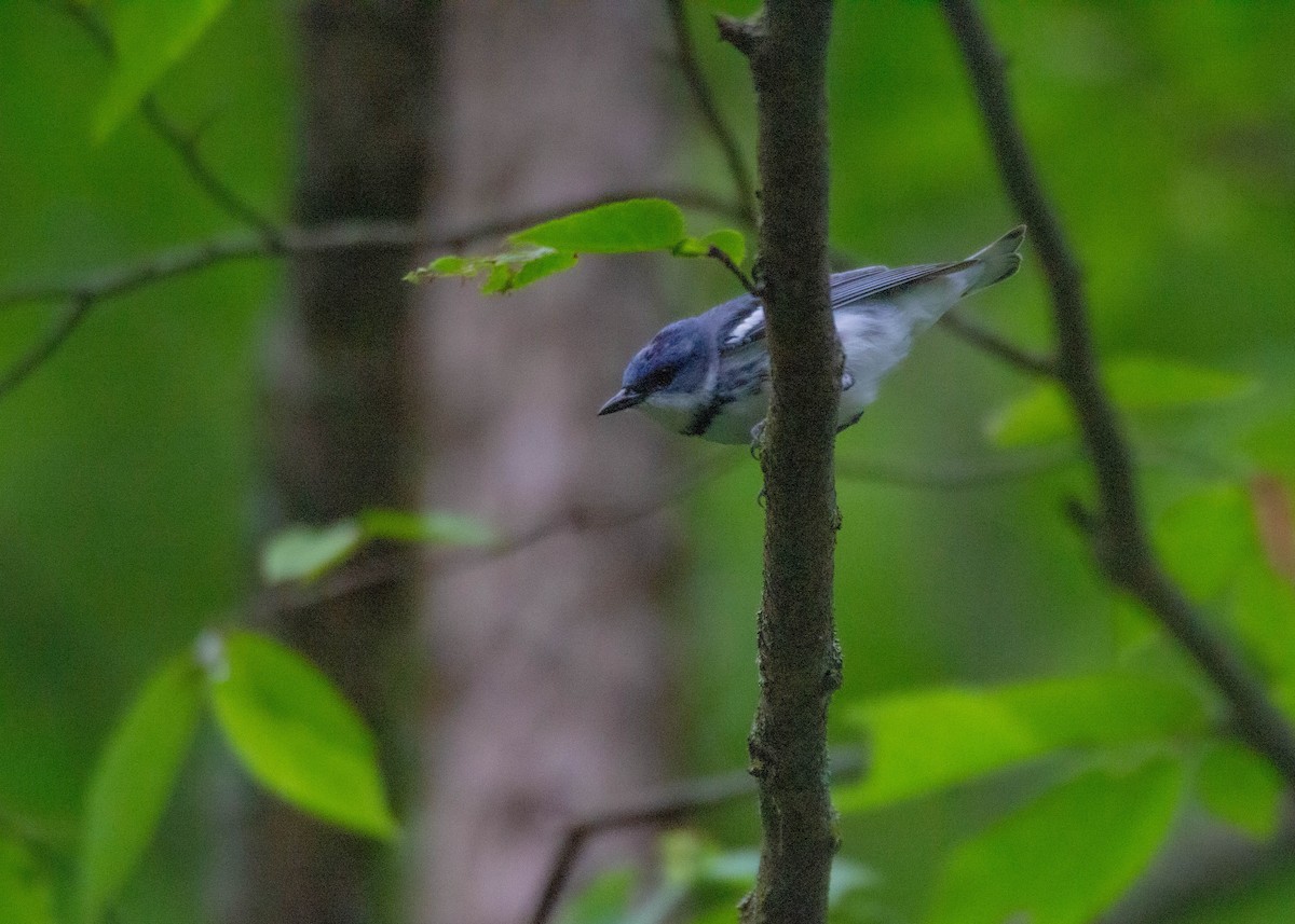 Cerulean Warbler - ML591203851
