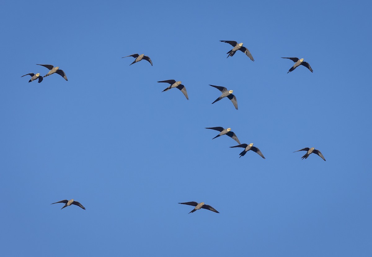 eBird Checklist - 15 Jun 2023 - Kunoth Bore - 14 species