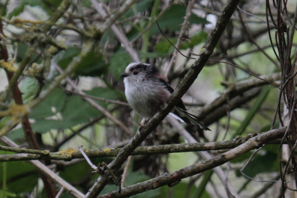 Long-tailed Tit (europaeus Group) - ML591204611