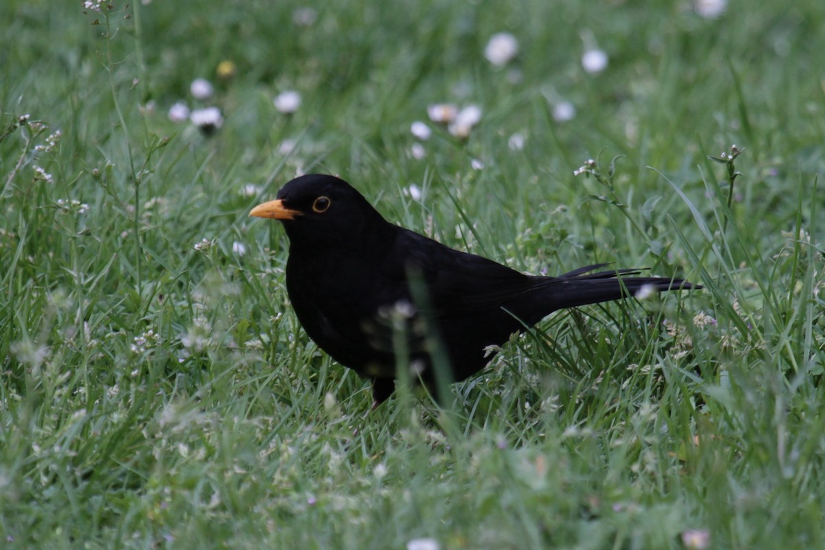 Eurasian Blackbird - ML591205191