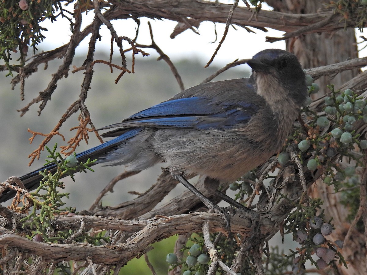 Woodhouse's Scrub-Jay - Tina Toth