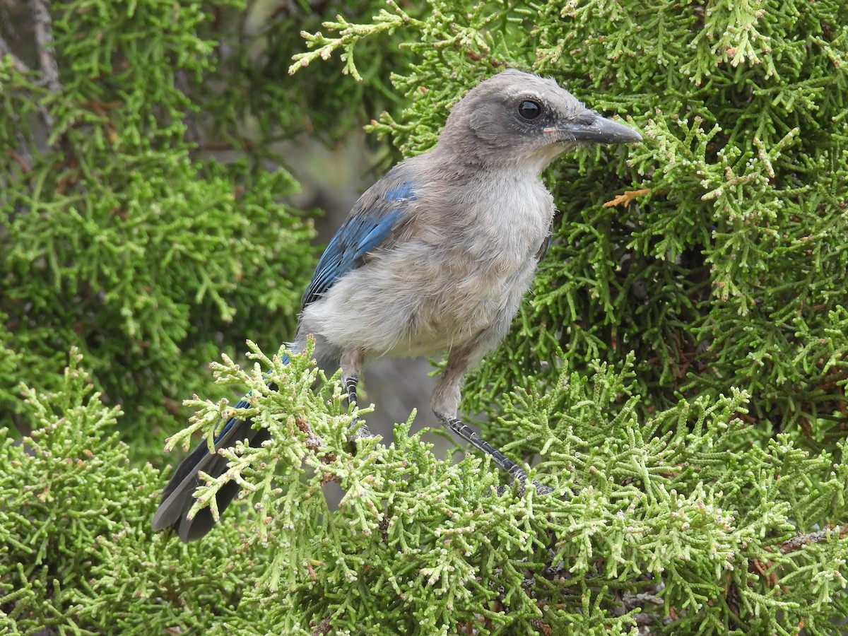 Woodhouse's Scrub-Jay - ML591207191