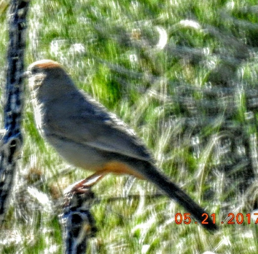 Canyon Towhee - ML59120741