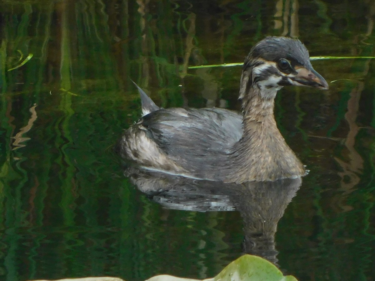 Pied-billed Grebe - ML591210631