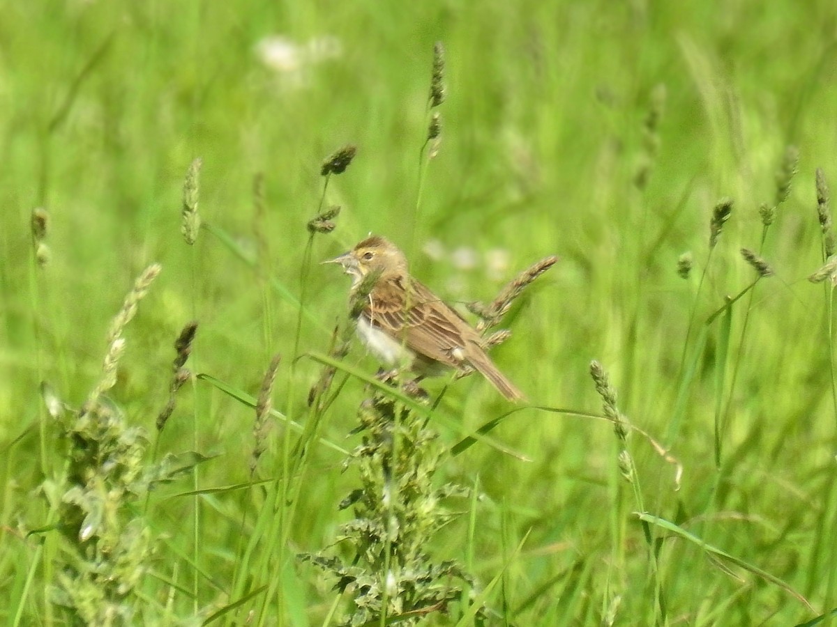 Dickcissel - Joseph Boros