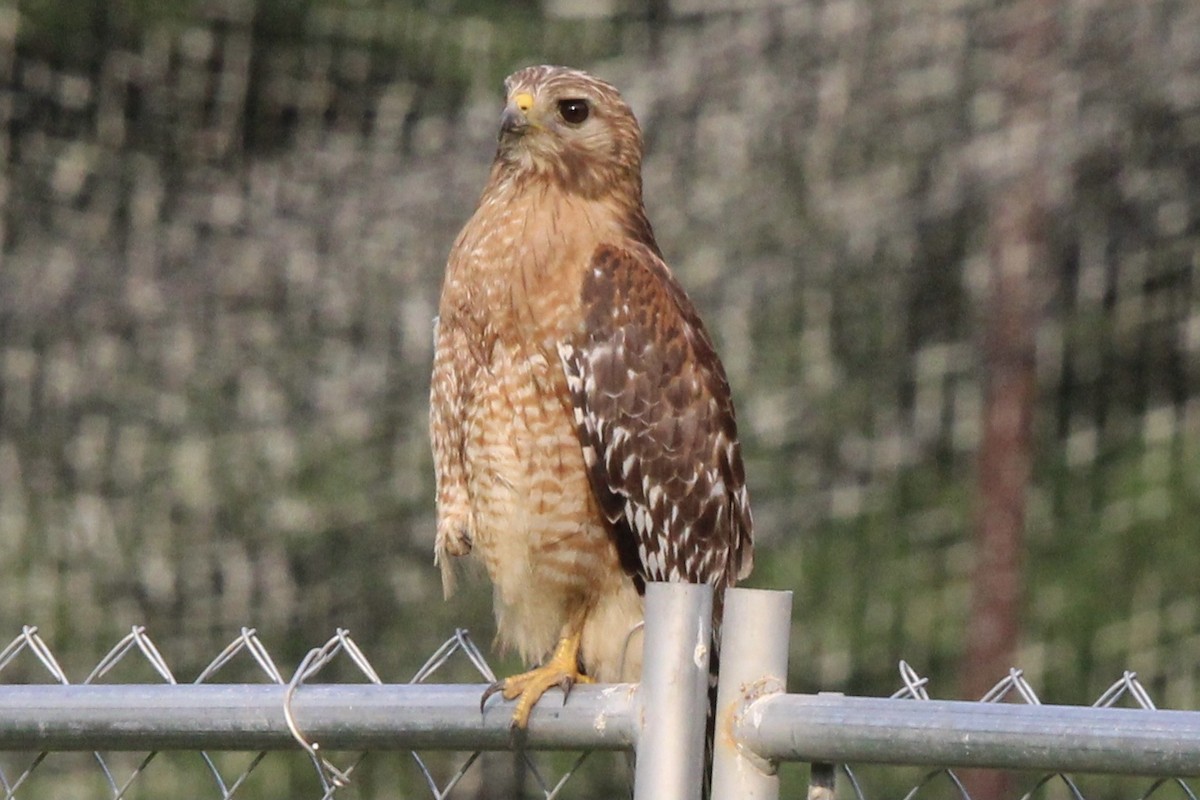 Red-shouldered Hawk (lineatus Group) - ML591211111