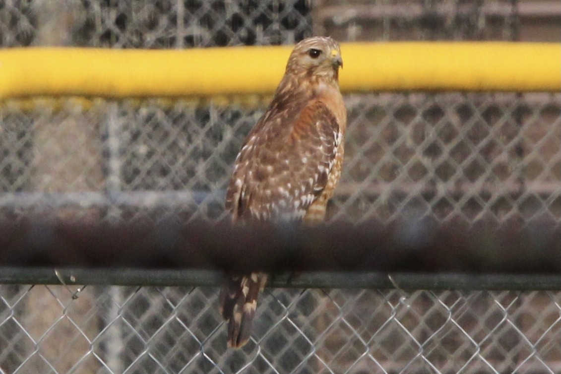 Red-shouldered Hawk (lineatus Group) - ML591211121