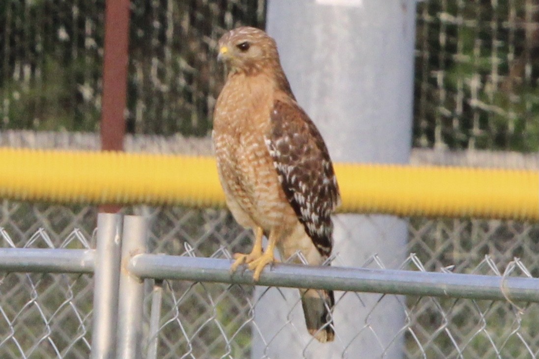 Red-shouldered Hawk (lineatus Group) - ML591211131