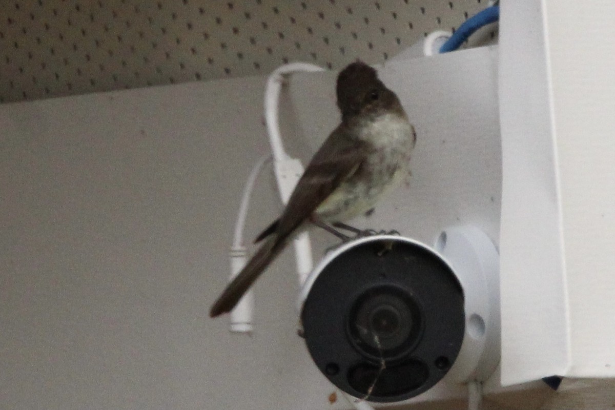 Eastern Phoebe - ML591211331