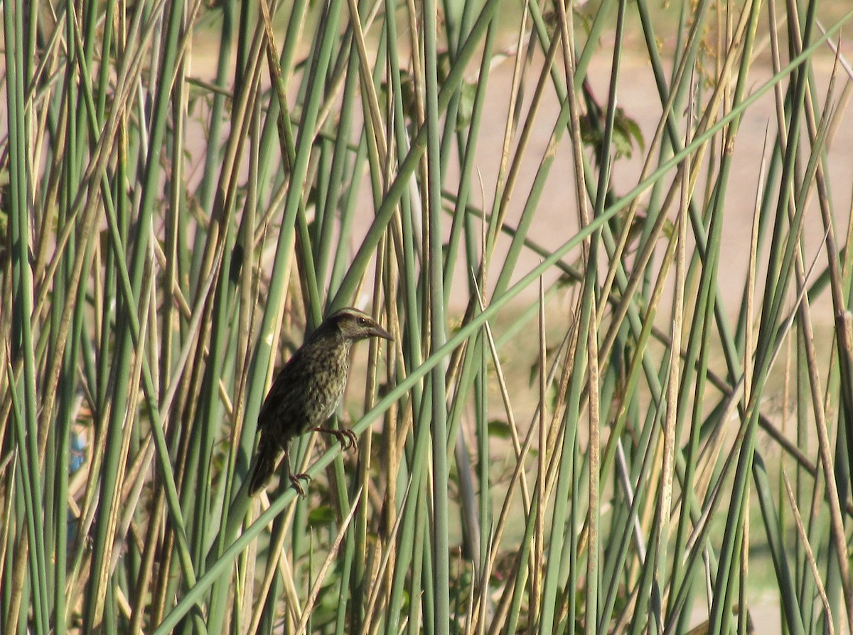 Yellow-winged Blackbird - Matias Almeida