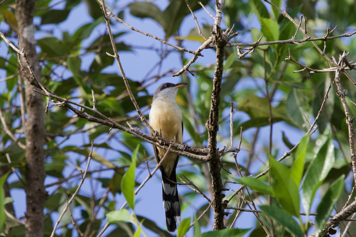 Mangrovekuckuck - ML591212331