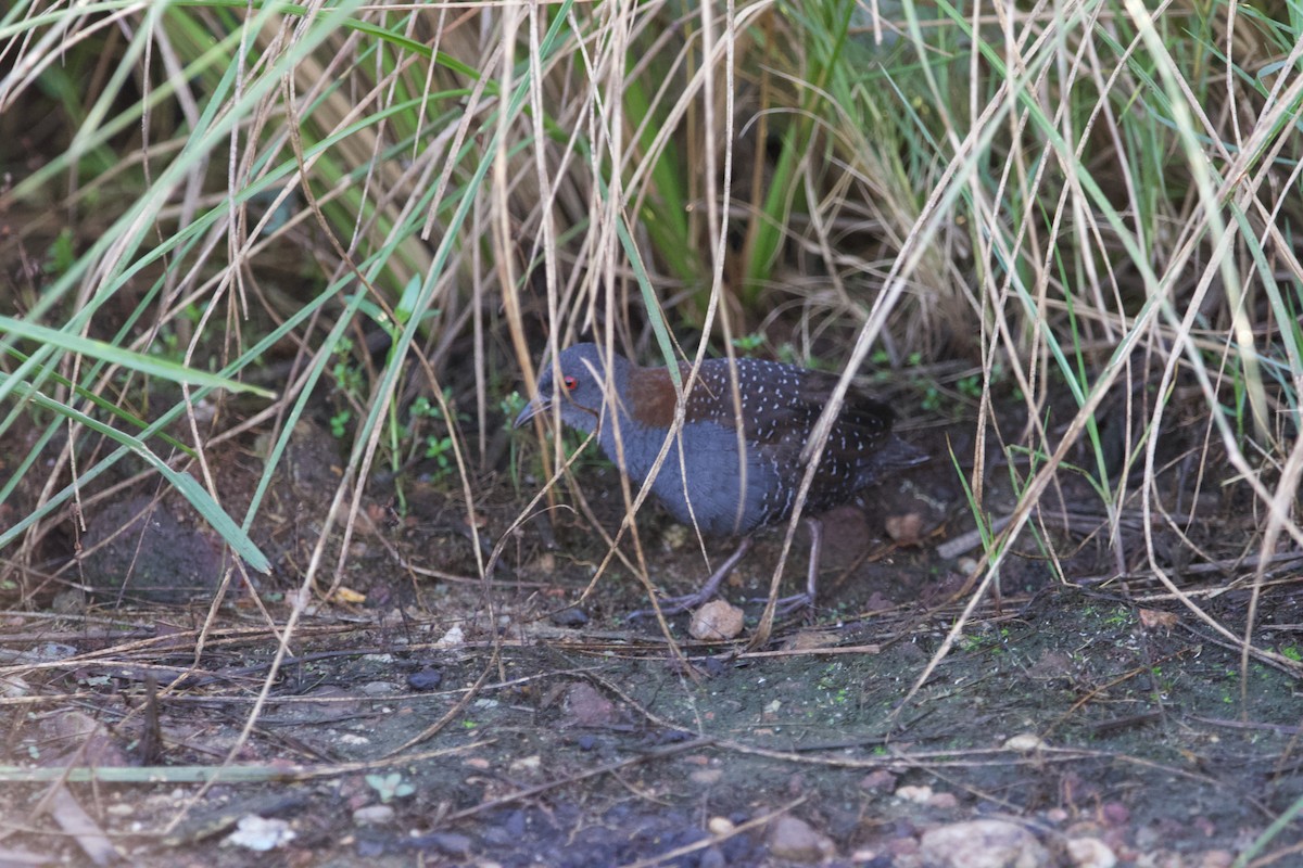 クロコビトクイナ - ML591212491