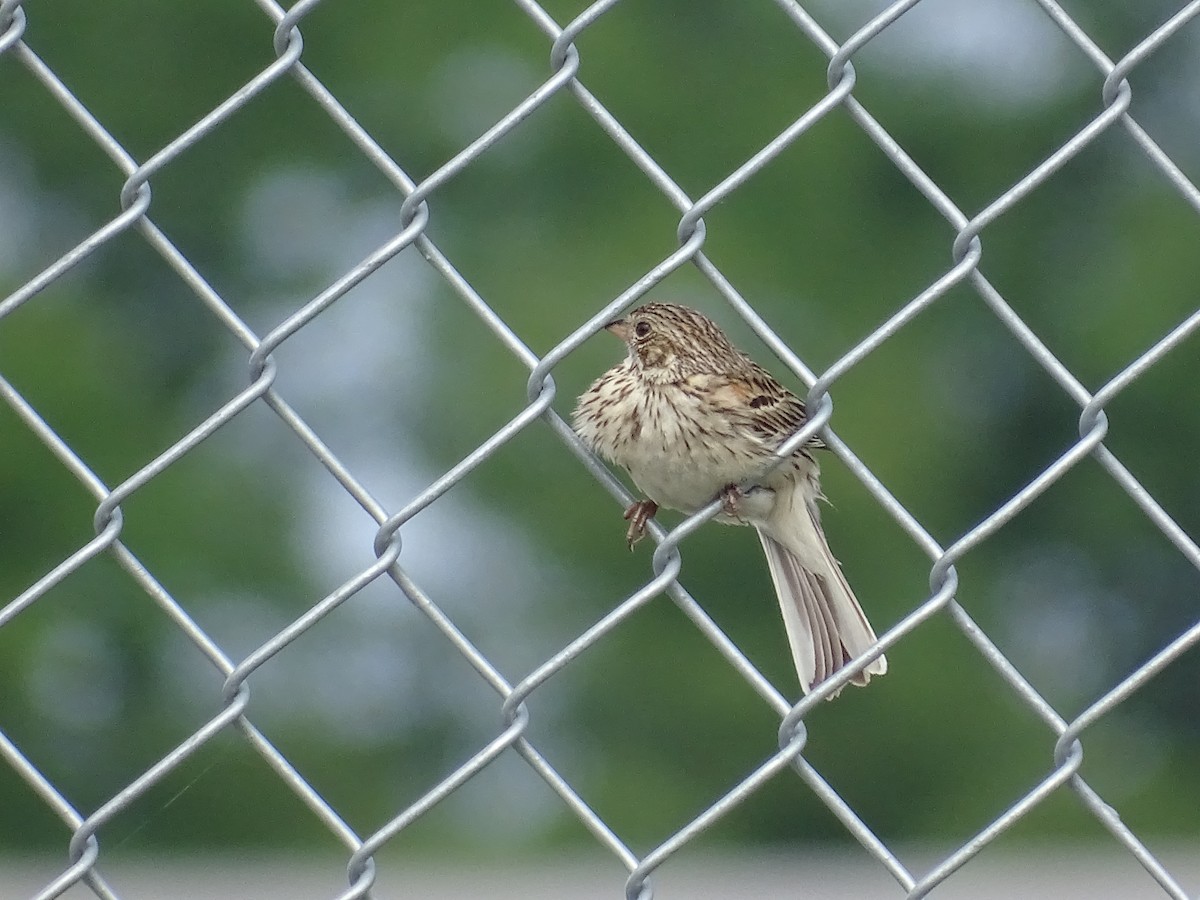 Vesper Sparrow - ML591212891