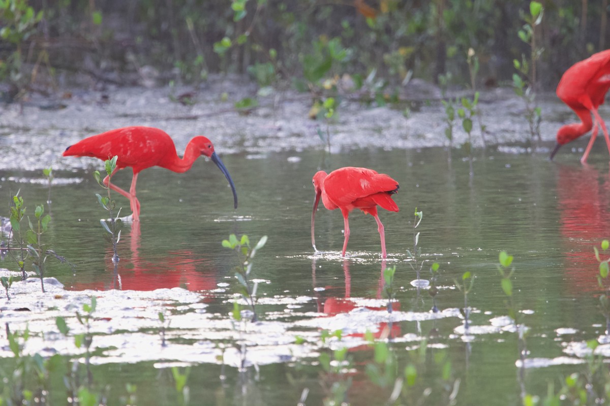 Scarlet Ibis - ML591213121