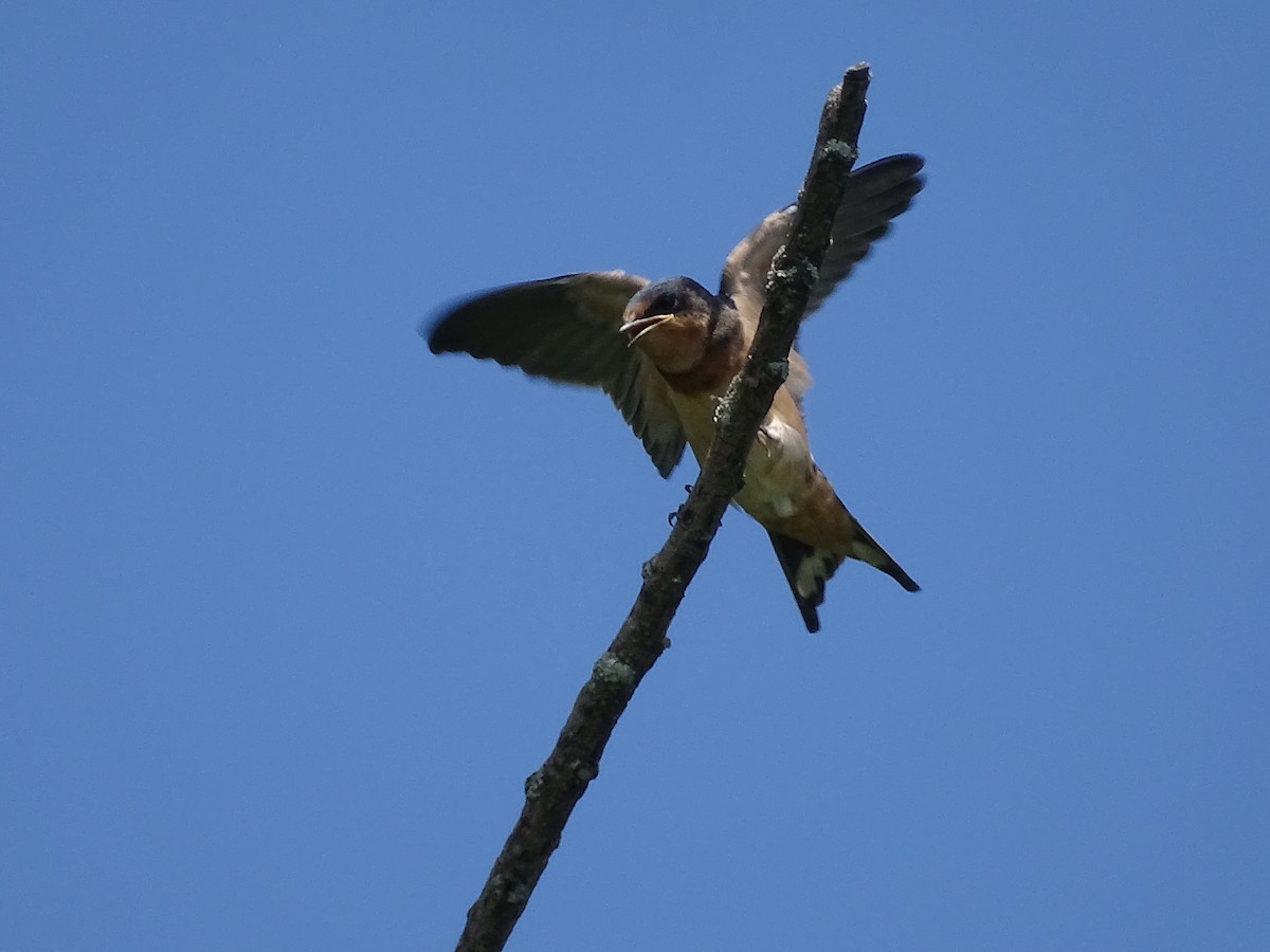 Barn Swallow - ML591214011