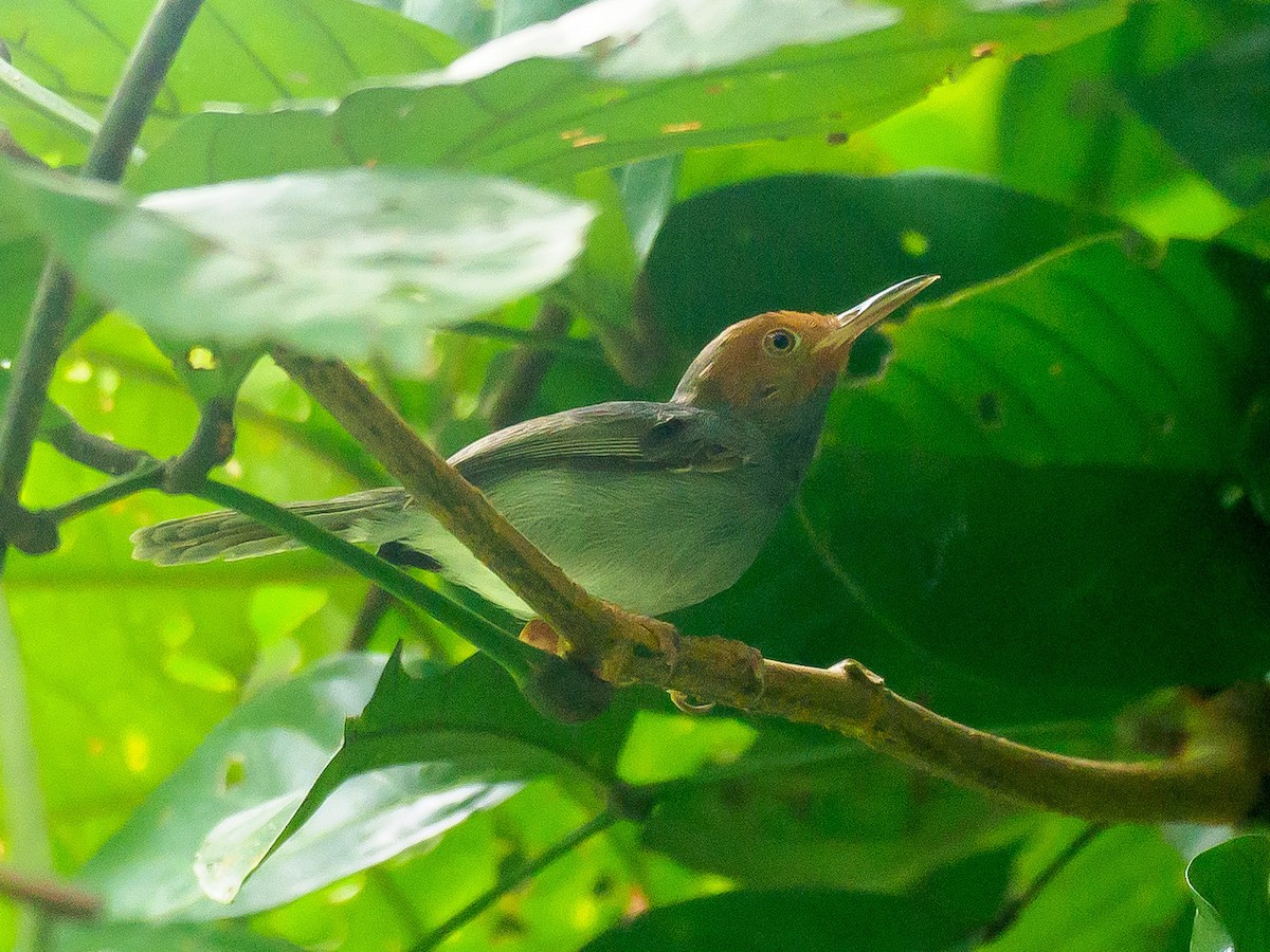 Ashy Tailorbird - Karyne Wee