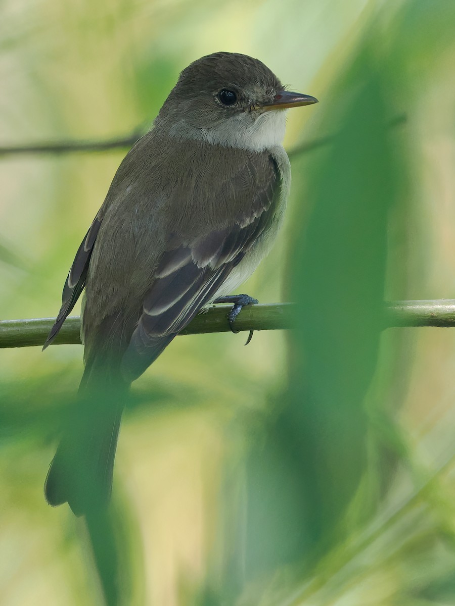 Willow Flycatcher - ML591216441