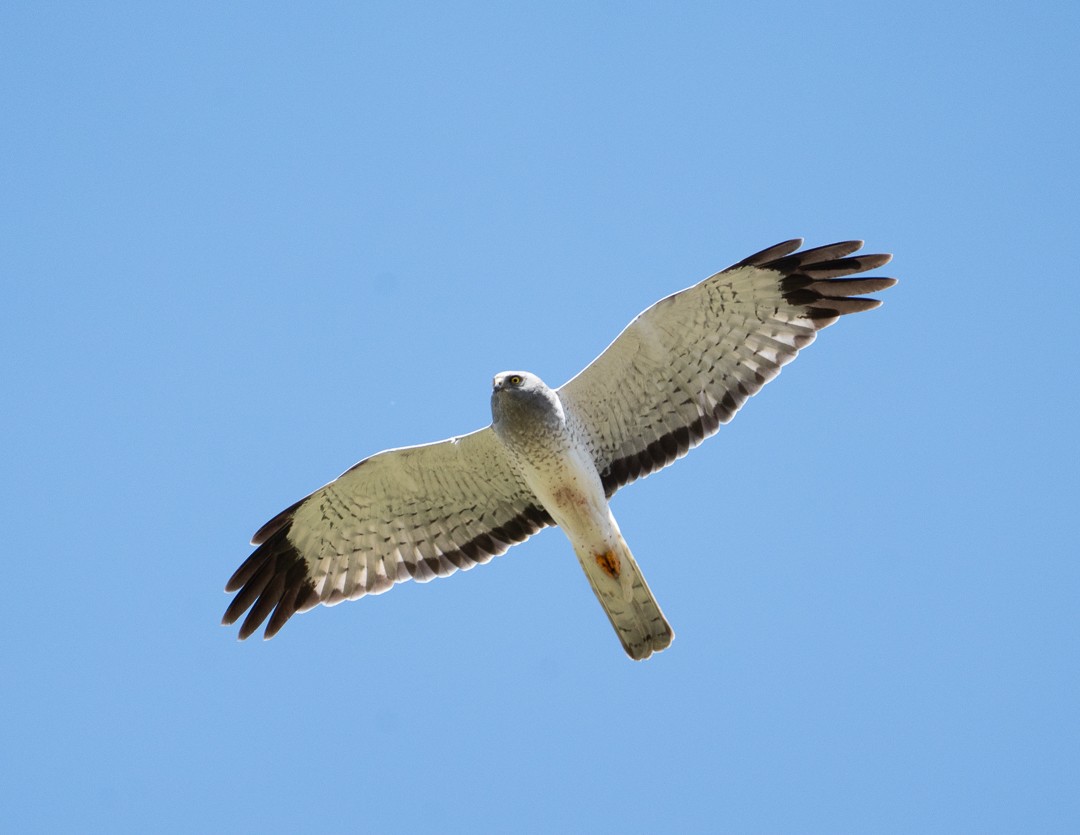 Northern Harrier - Steve Knapp