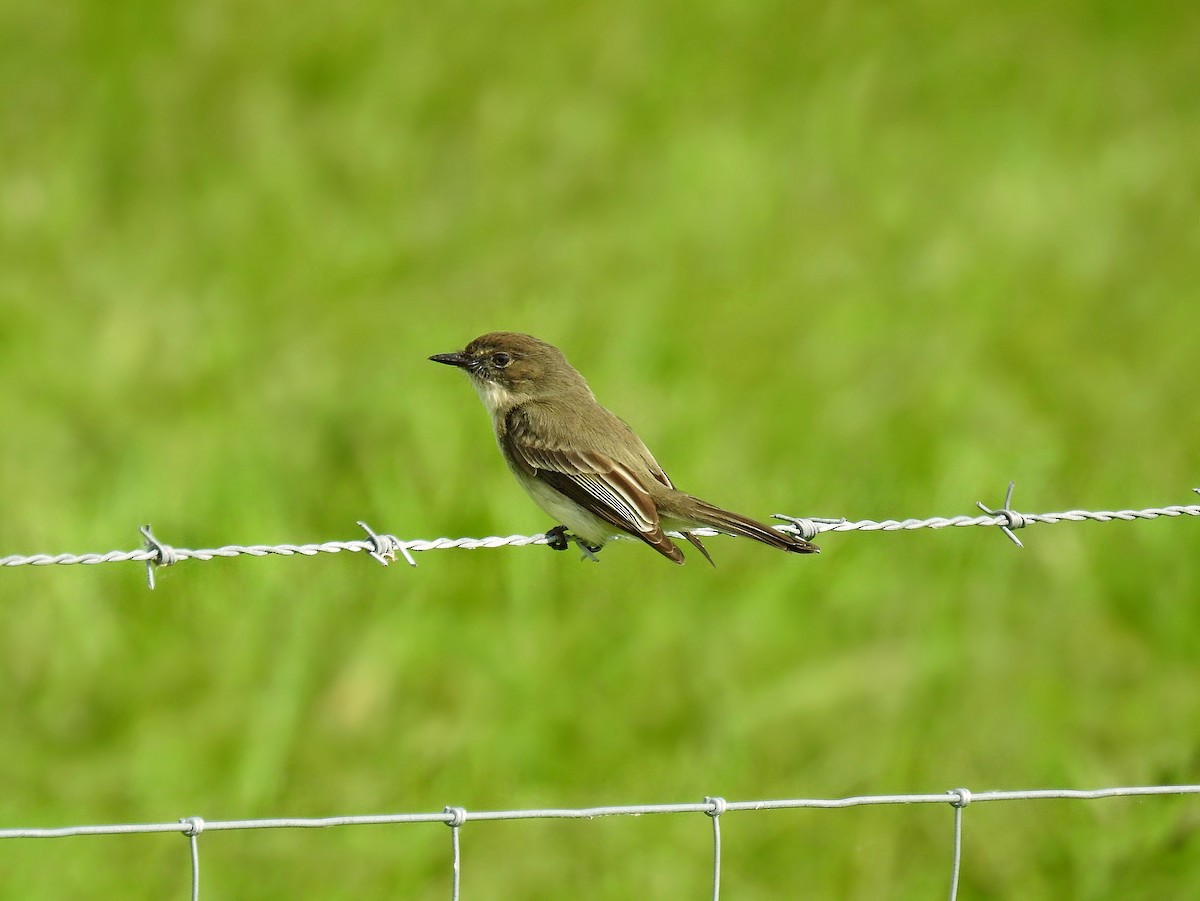 Eastern Phoebe - ML59121931