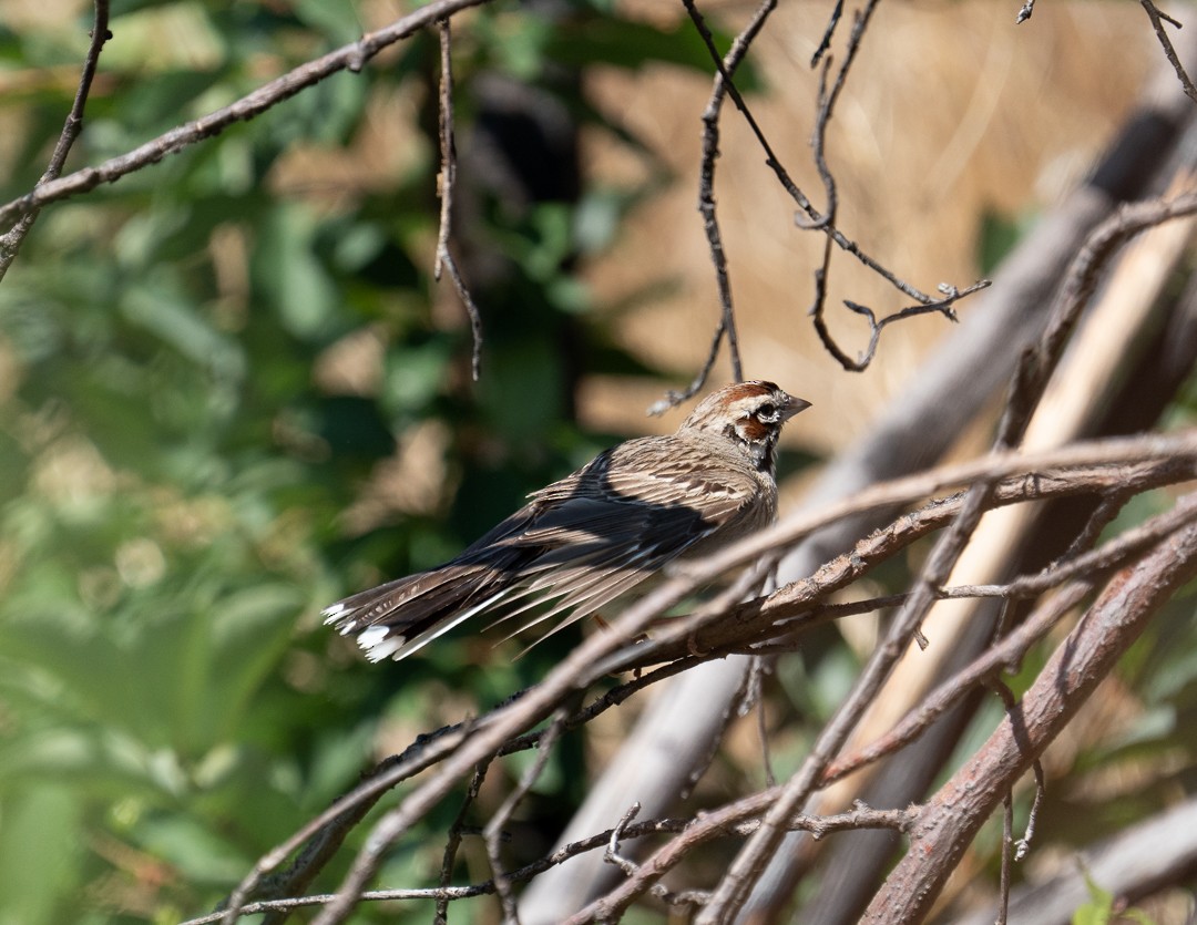 Lark Sparrow - ML591219311