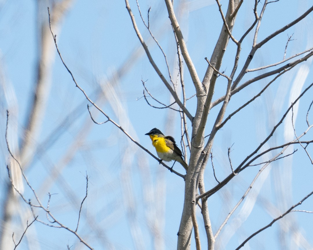 Yellow-breasted Chat - ML591219391