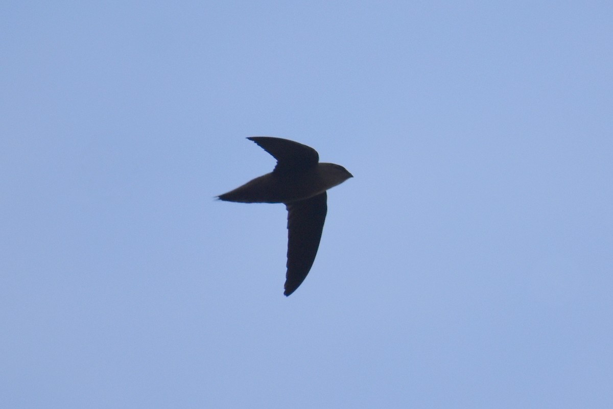 Chimney Swift - ML591219481