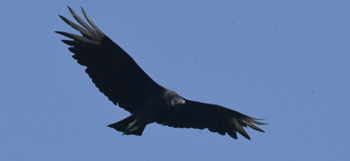 Black Vulture - ML591219591