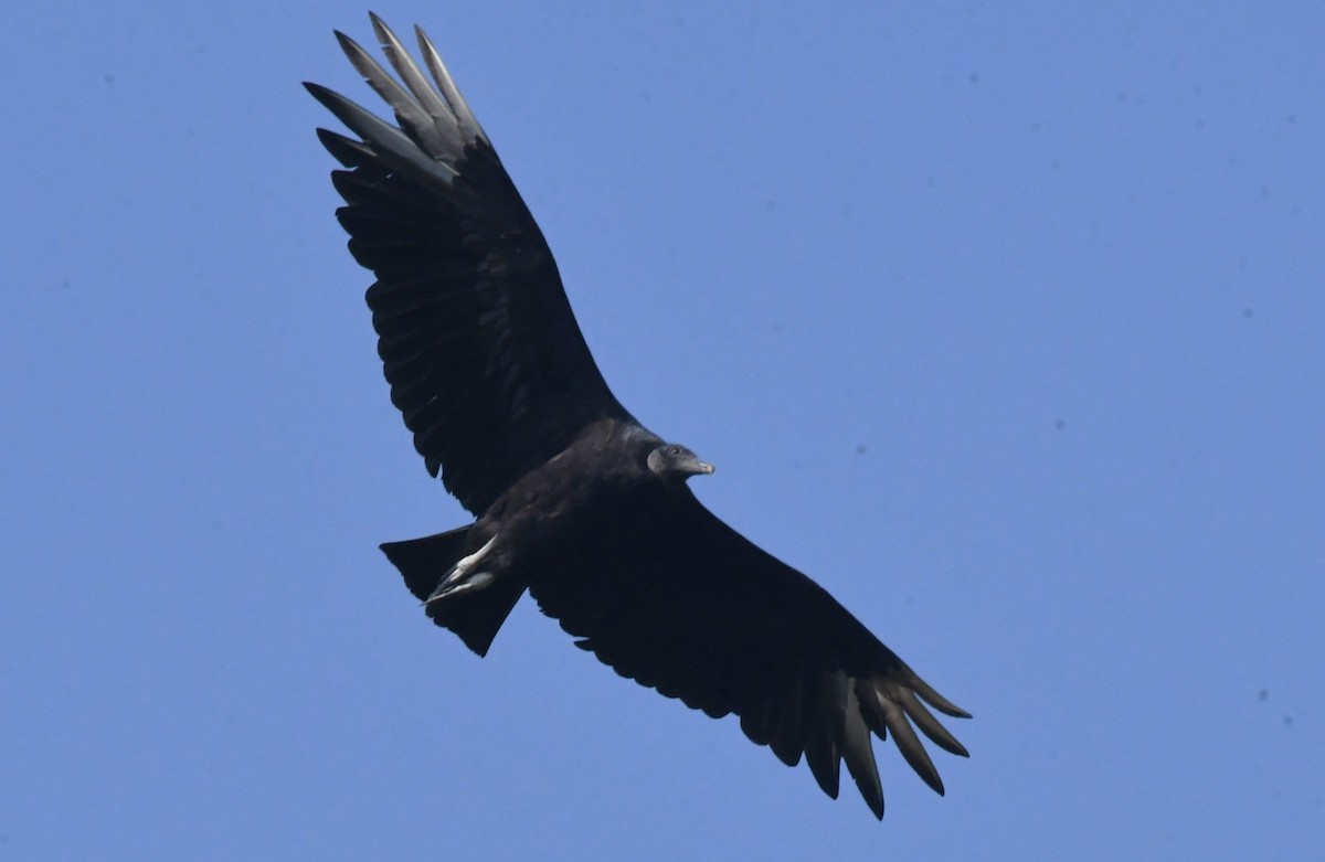 Black Vulture - ML591219631
