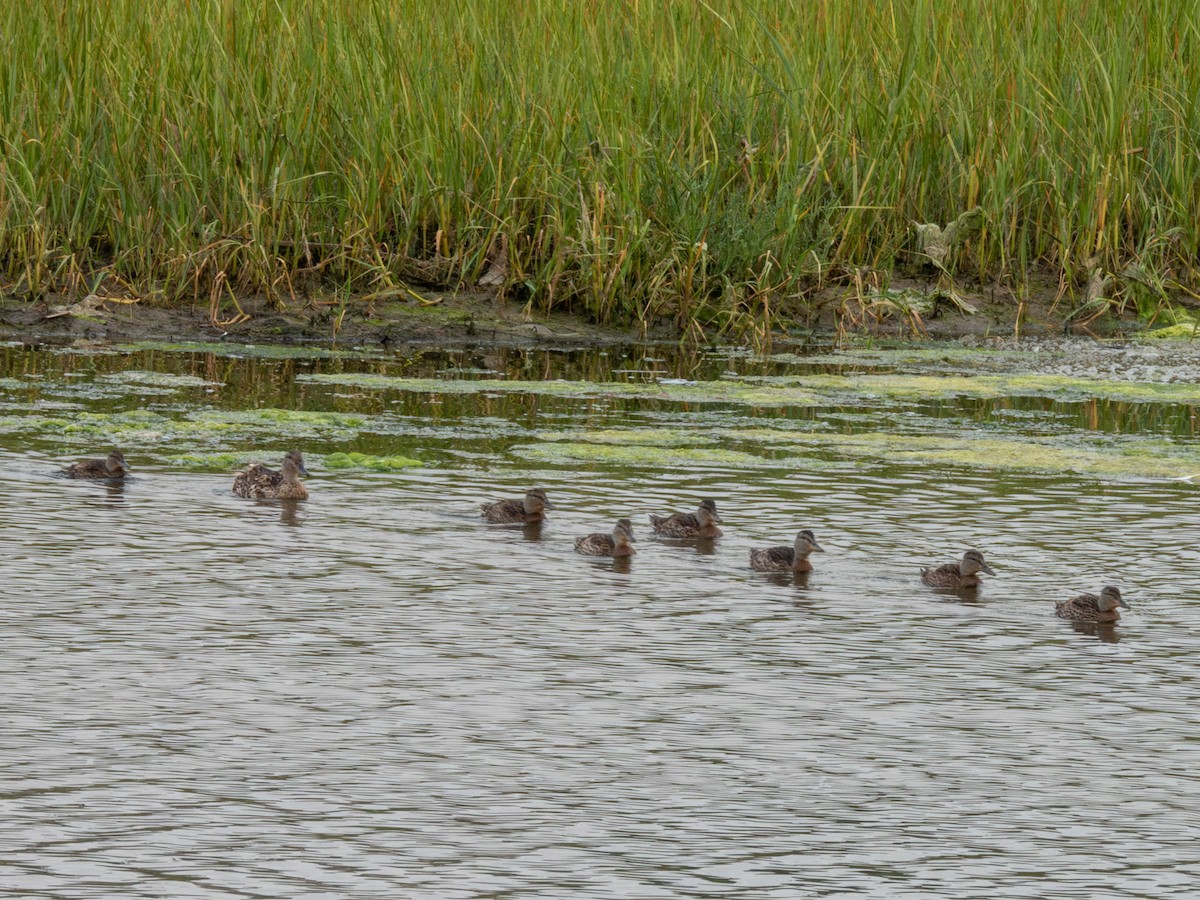 Canard colvert - ML591219861