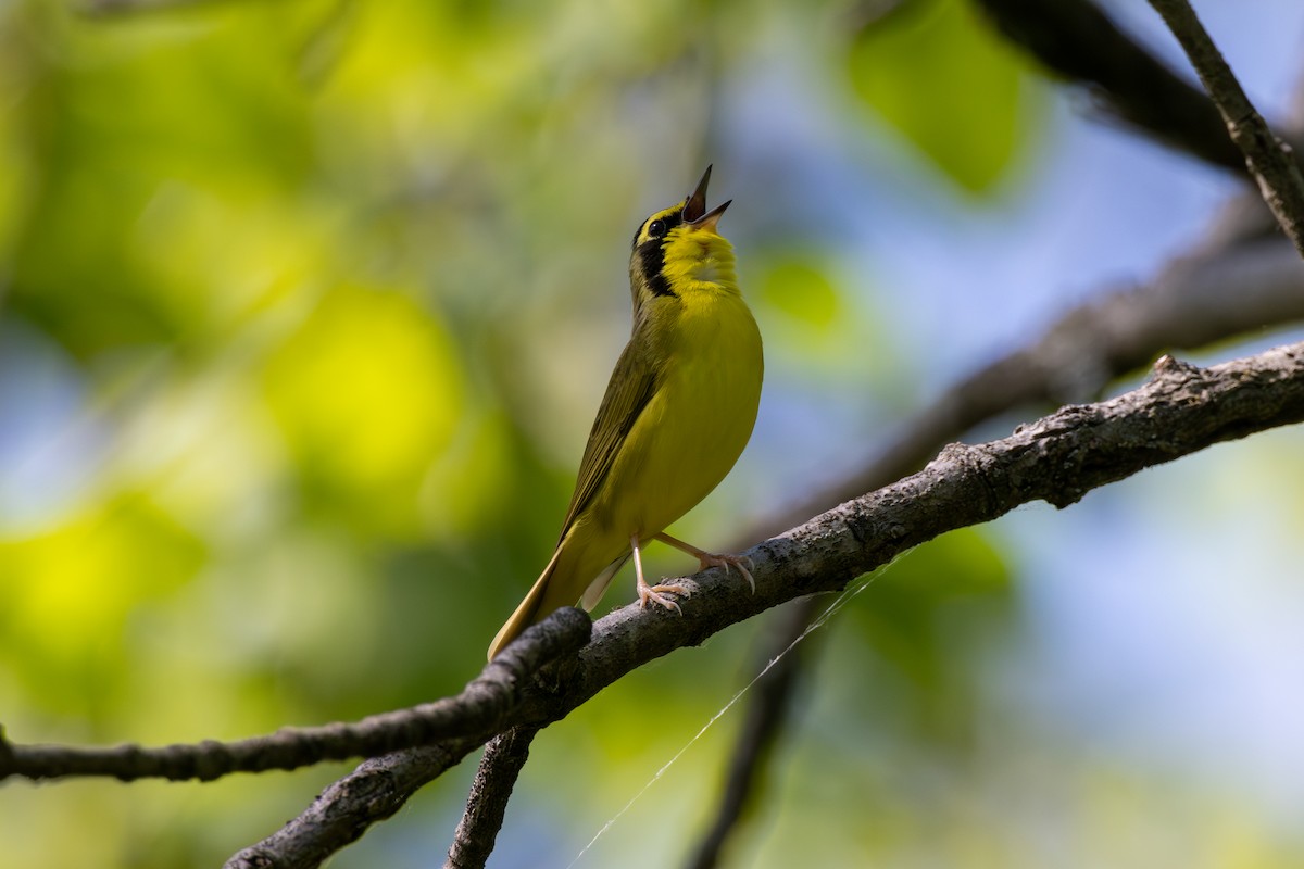 Kentucky Warbler - ML591220681