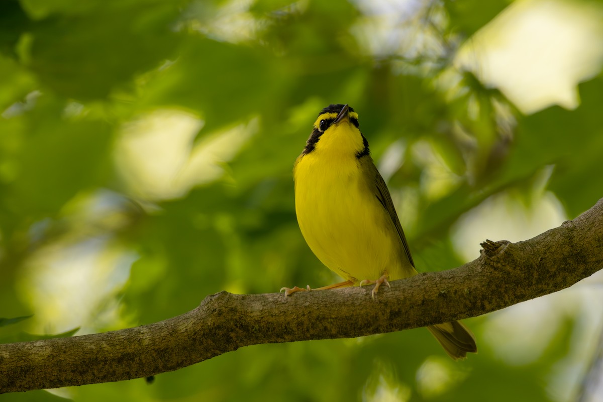 Kentucky Warbler - ML591220691