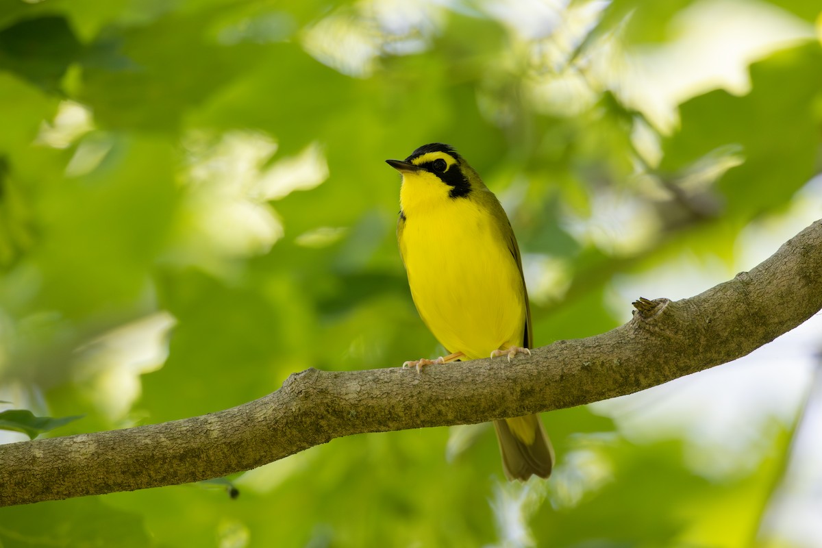 Kentucky Warbler - ML591220701