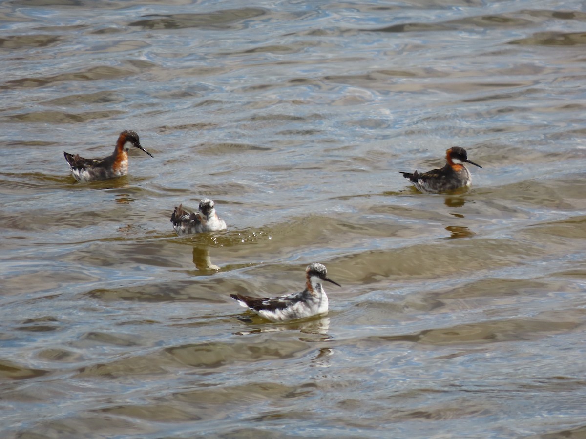 Red-necked Phalarope - ML591220741