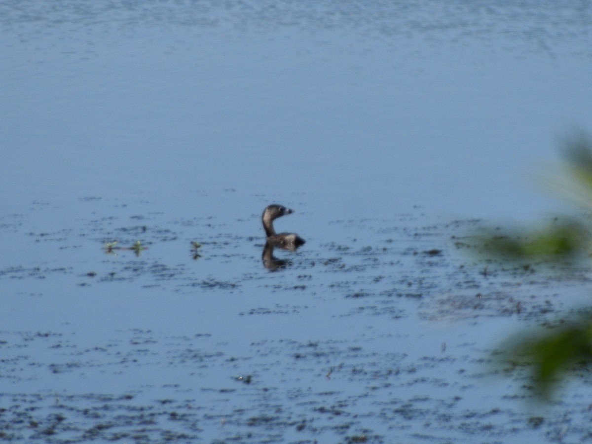 Pied-billed Grebe - ML591220771