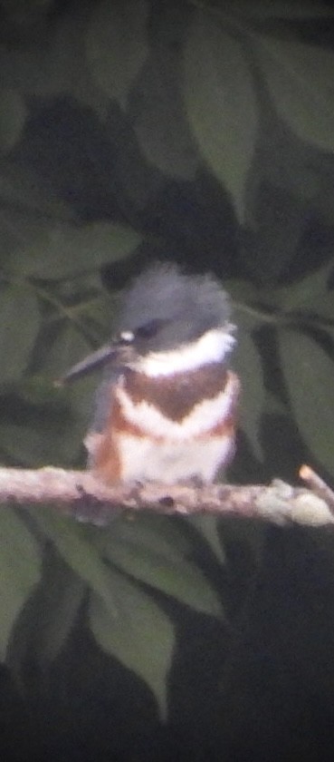 Belted Kingfisher - ML591221131