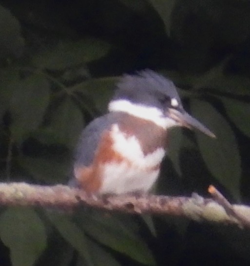 Belted Kingfisher - ML591221181