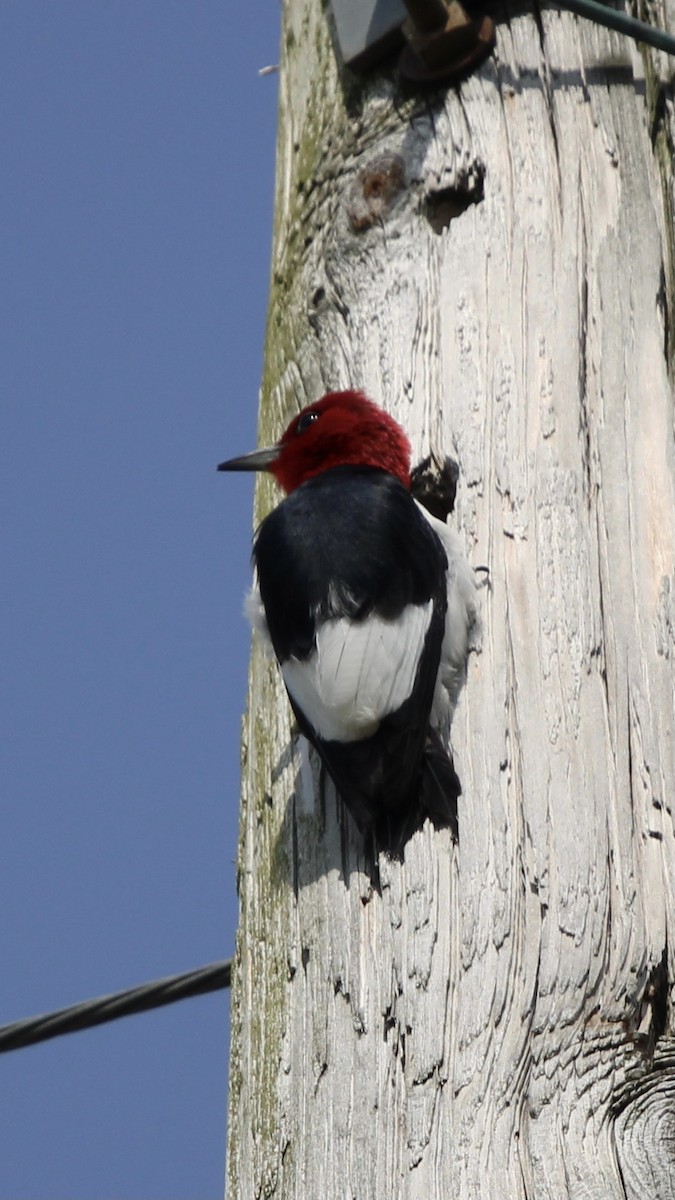 Red-headed Woodpecker - ML591222171
