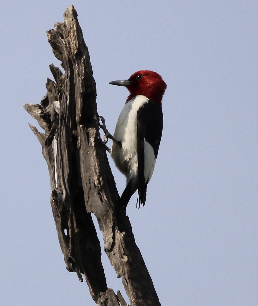Red-headed Woodpecker - ML591222181