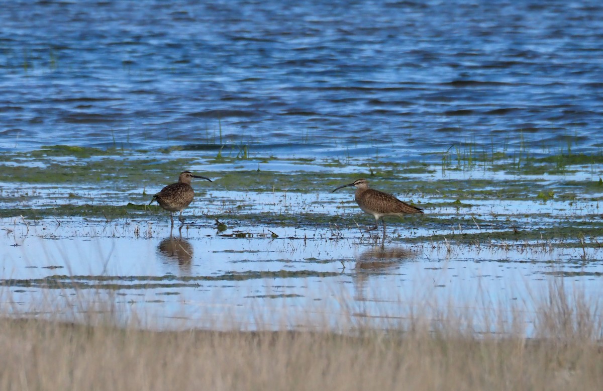 Whimbrel - ML59122291