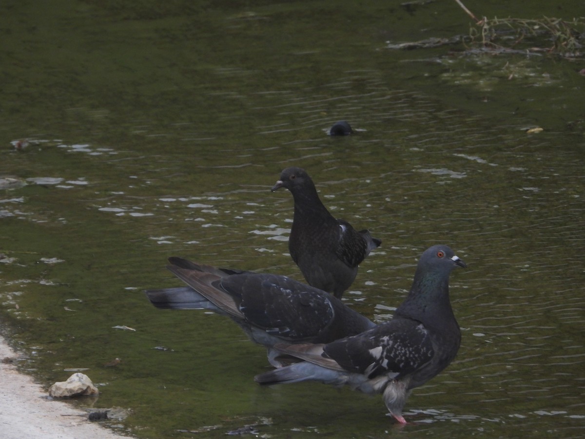 Rock Pigeon (Feral Pigeon) - ML591223351
