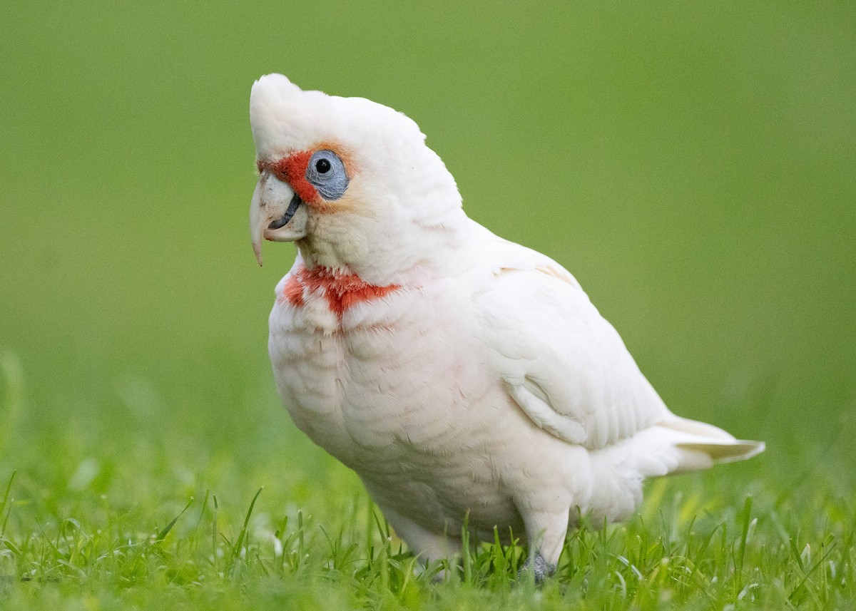 Long-billed Corella - ML591223501