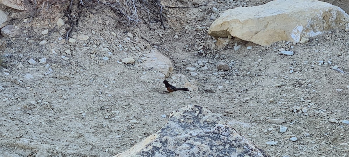 Spotted Towhee - ML591223531