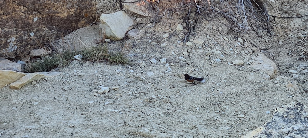 Spotted Towhee - Mauricio Gutiérrez