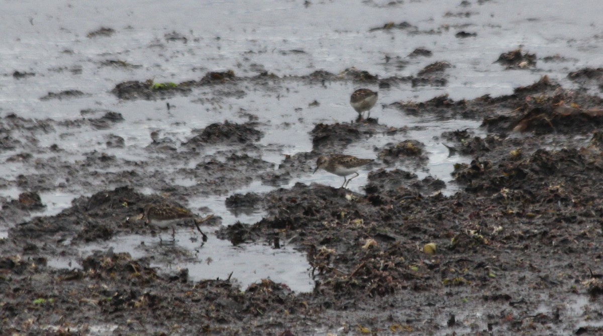 Least Sandpiper - ML591223621